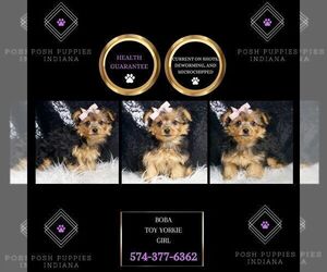 Medium Yorkshire Terrier