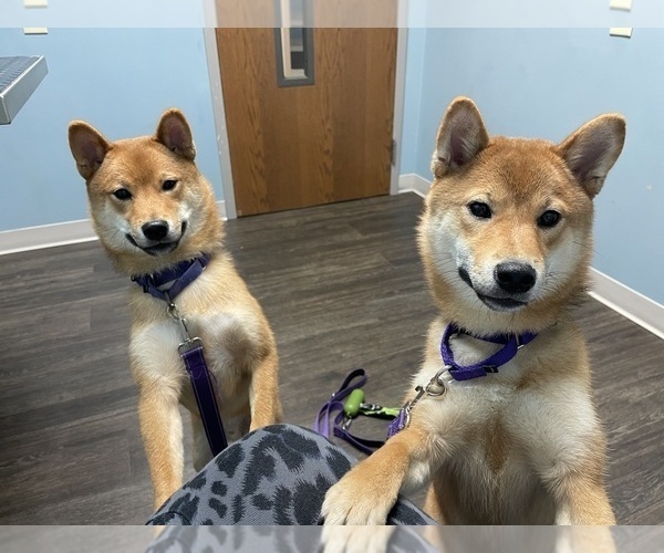 Medium Photo #13 Shiba Inu Puppy For Sale in ZIONSVILLE, IN, USA