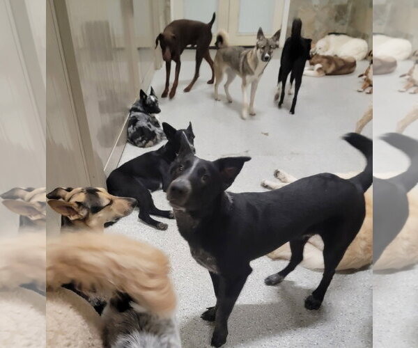 Medium Photo #11 Border Collie-Unknown Mix Puppy For Sale in Highland, IL, USA