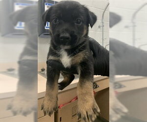 German Shepherd Dog-Unknown Mix Dogs for adoption in Corpus Christi, TX, USA