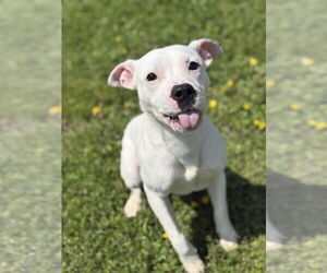 American Pit Bull Terrier-Unknown Mix Dogs for adoption in Virginia Beach, VA, USA