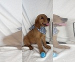 Small Golden Retriever