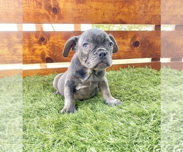Medium Photo #58 French Bulldog Puppy For Sale in CHICAGO, IL, USA