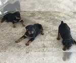 Small Photo #8 Rottweiler Puppy For Sale in KISSIMMEE, FL, USA