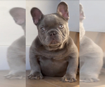 Small Photo #7 French Bulldog Puppy For Sale in LONG BEACH, CA, USA