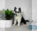 Small #3 Pomsky