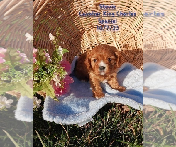 Medium Photo #1 Cavalier King Charles Spaniel Puppy For Sale in TOPEKA, IN, USA