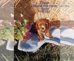 Small Photo #1 Cavalier King Charles Spaniel Puppy For Sale in TOPEKA, IN, USA
