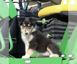 Collie Puppy for sale in FREDERICKSBURG, OH, USA