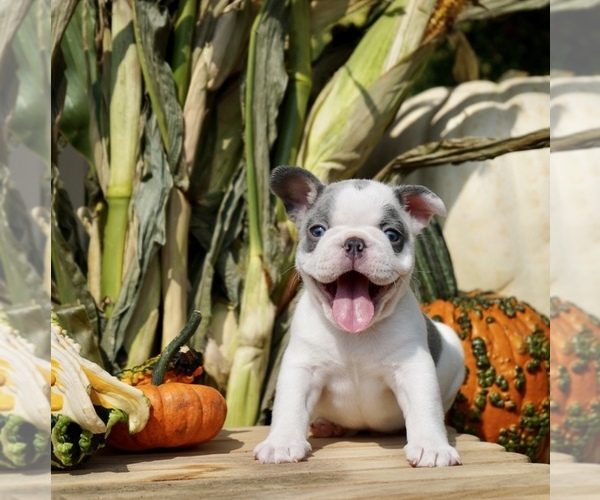 Medium Photo #1 French Bulldog Puppy For Sale in SULLIVAN, OH, USA
