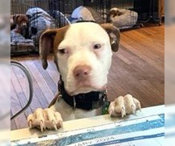 Medium Photo #14 American Bulldog-Unknown Mix Puppy For Sale in Rowayton, CT, USA