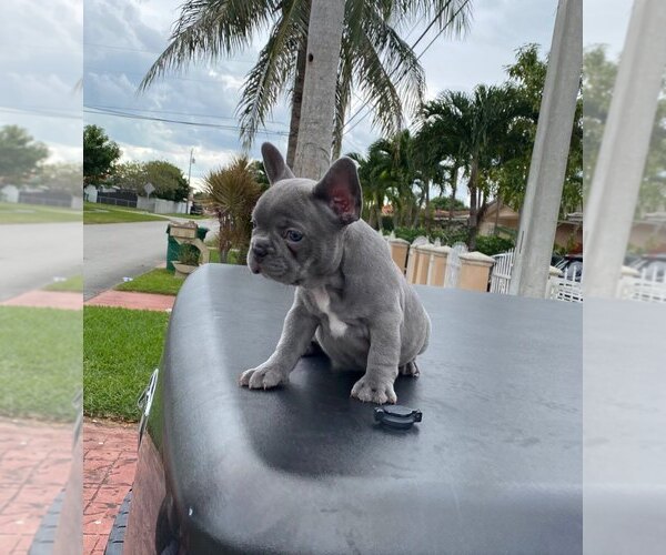 Medium Photo #19 French Bulldog Puppy For Sale in MIAMI, FL, USA