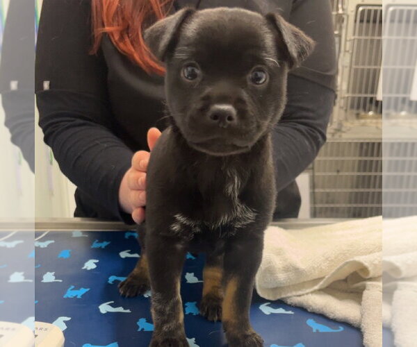 Medium Photo #2 Mutt Puppy For Sale in Chico, CA, USA