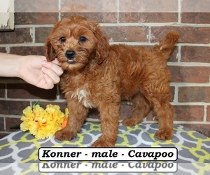 Cavapoo (Miniature) Puppy for sale in CLARKRANGE, TN, USA