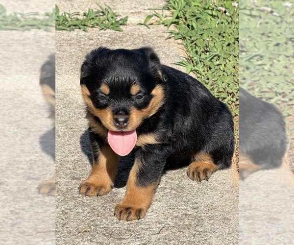 Medium Photo #7 Rottweiler Puppy For Sale in HICKORY, NC, USA