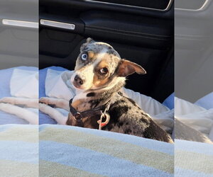 Rat Terrier-Unknown Mix Dogs for adoption in Sanford, FL, USA