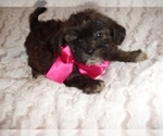 Small Photo #3 Shorkie Tzu Puppy For Sale in JACKSON, MS, USA