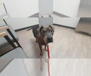 Zesty Zeke - Male Mutt Dog for Adoption - Photo #3