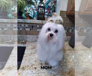 Mother of the Maltese puppies born on 06/13/2023