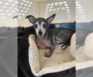 Chipin Dogs for adoption in Fort Lauderdale, FL, USA