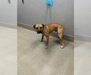 Labrador Retriever-Unknown Mix Dogs for adoption in Las Vegas, NV, USA