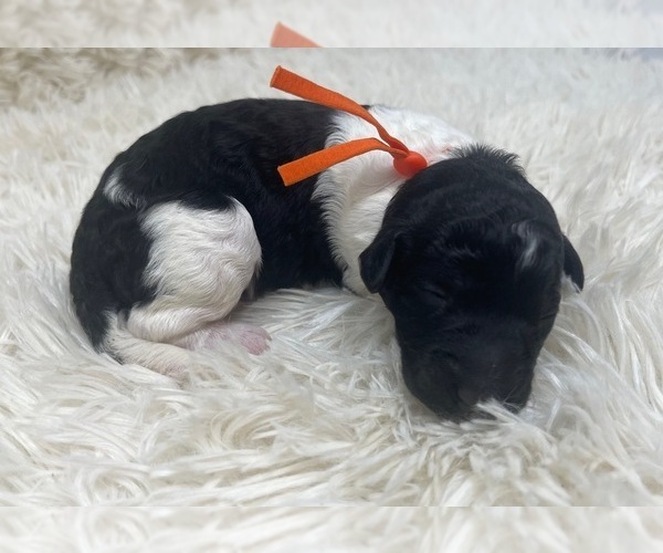 Medium Photo #16 Goldendoodle Puppy For Sale in PIERSON, FL, USA