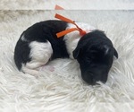 Small Photo #16 Goldendoodle Puppy For Sale in PIERSON, FL, USA