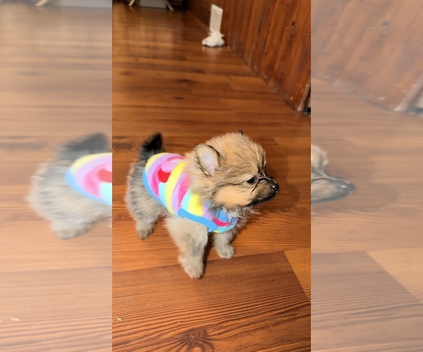 Medium Photo #1 Pomeranian Puppy For Sale in JOLIET, IL, USA