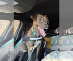 Small #15 American Pit Bull Terrier-Labrador Retriever Mix