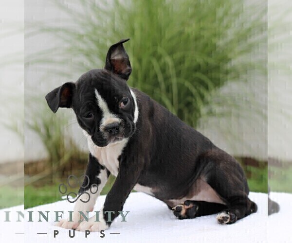 Medium Photo #2 Boston Terrier Puppy For Sale in MANHEIM, PA, USA