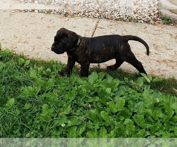Medium Photo #7 Bullmastiff Puppy For Sale in GLEN BURNIE, MD, USA