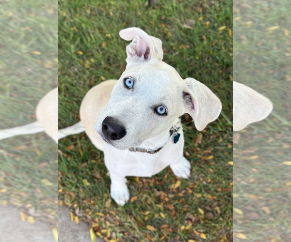 Medium Photo #4  Puppy For Sale in , 