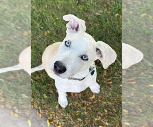 Great Pyrenees-Huskies Mix Dogs for adoption in Omaha, NE, USA