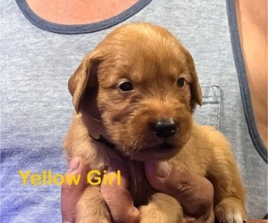 Medium Golden Retriever