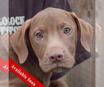 Pumpkin - Male Labralas Dog for Adoption - Small photo