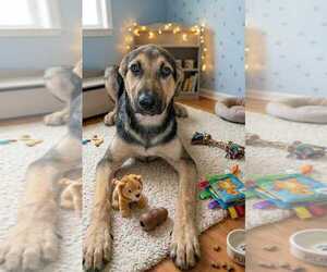 Jordie - Male Mutt Dog for Adoption - Photo #2