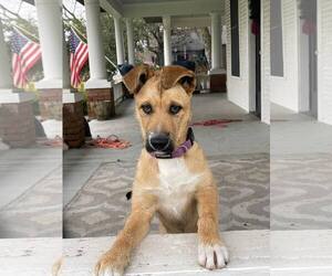 German Shepherd Dog-Unknown Mix Dogs for adoption in Binghamton, NY, USA