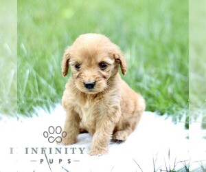 Goldendoodle Puppy for sale in NEW HOLLAND, PA, USA
