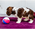 Small #6 Cocker Spaniel
