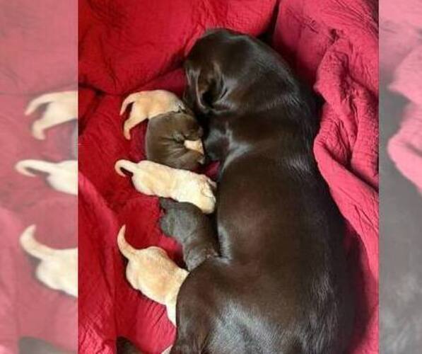 Medium Photo #1 Labrador Retriever Puppy For Sale in WEAVERVILLE, NC, USA