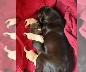 Mother of the Labrador Retriever puppies born on 11/28/2025