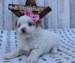 Small Photo #3 Pom-A-Poo-Poodle (Miniature) Mix Puppy For Sale in HONEY BROOK, PA, USA