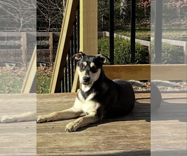 Medium Photo #13 Mutt Puppy For Sale in Germantown, OH, USA