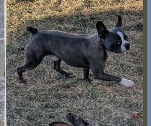 Father of the Boston Terrier puppies born on 12/09/2024