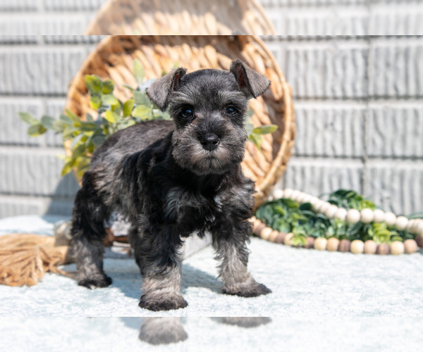 Medium Photo #7 Schnauzer (Miniature) Puppy For Sale in BALTIC, OH, USA