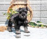 Puppy Brenda Schnauzer (Miniature)