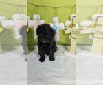 Small Photo #24 Bernedoodle (Miniature) Puppy For Sale in BLACK FOREST, CO, USA
