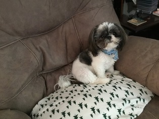 Shih Tzu Puppy for sale in ARDMORE, NC, USA