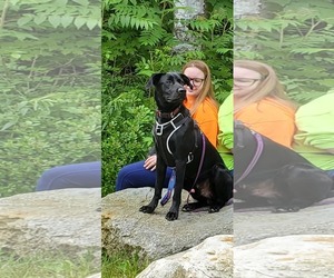 Mutt Dogs for adoption in Croydon, NH, USA