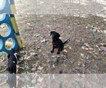 Small #6 Labrador Retriever Mix
